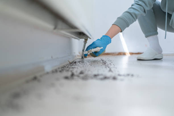 Trusted Doctor Phillips, FL Pest Control Experts